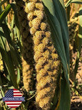Birds LOVE Spray Millet Non-GMO for Birds Cockatiel Lovebird Parakeet Finch Canary All Parrots Healthy Treat