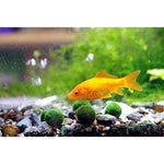 6 Nano Goldfish Moss Balls - 0.6” Marimos for Community Fish Tanks - Live Plant That Needs Minimal Care - Perfect for Neon, Tetra, Guppies, Playts & Molly by Luffy