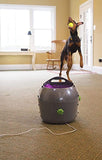 PetSafe Automatic Ball Launcher Dog Toy, Tennis Ball Throwing Machine for Dogs in Easy-Open Packaging